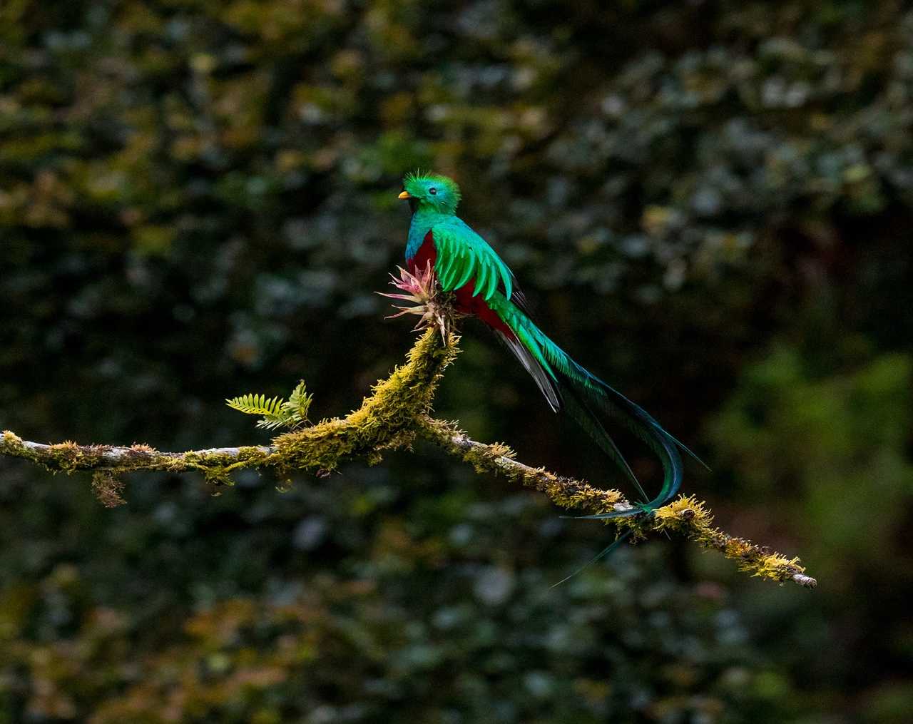 Quetzal resplendissant - Costa Rica