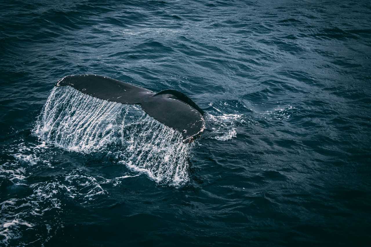 Queue d'une baleine à la surface de l'eau