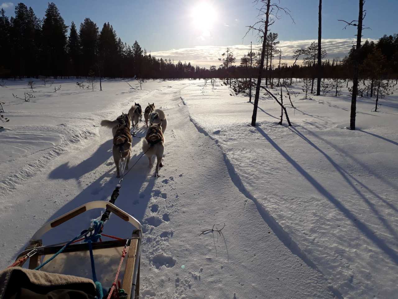 Raid chien de traineau en Finlande