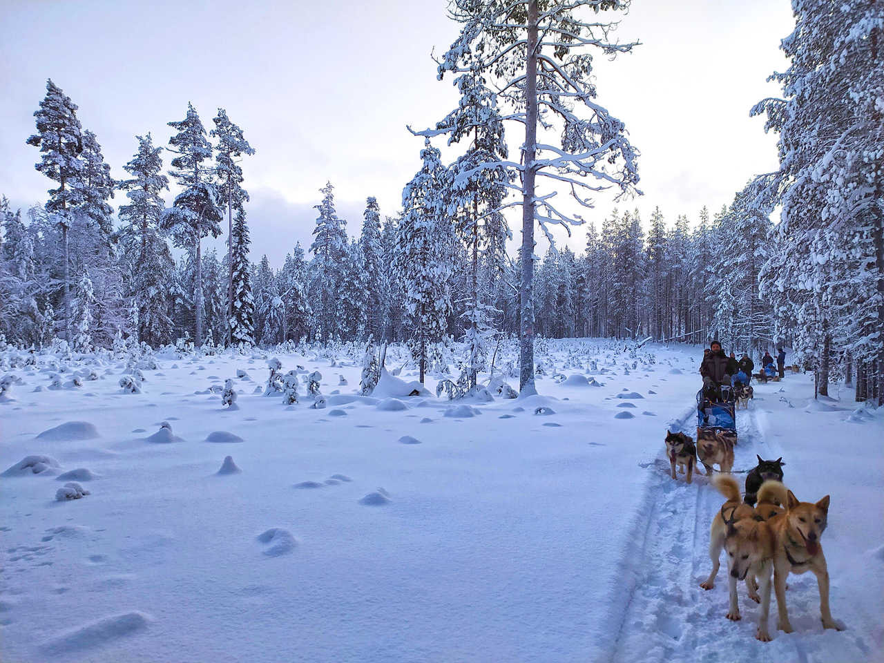 Raid chien de traîneau en Laponie l'hiver