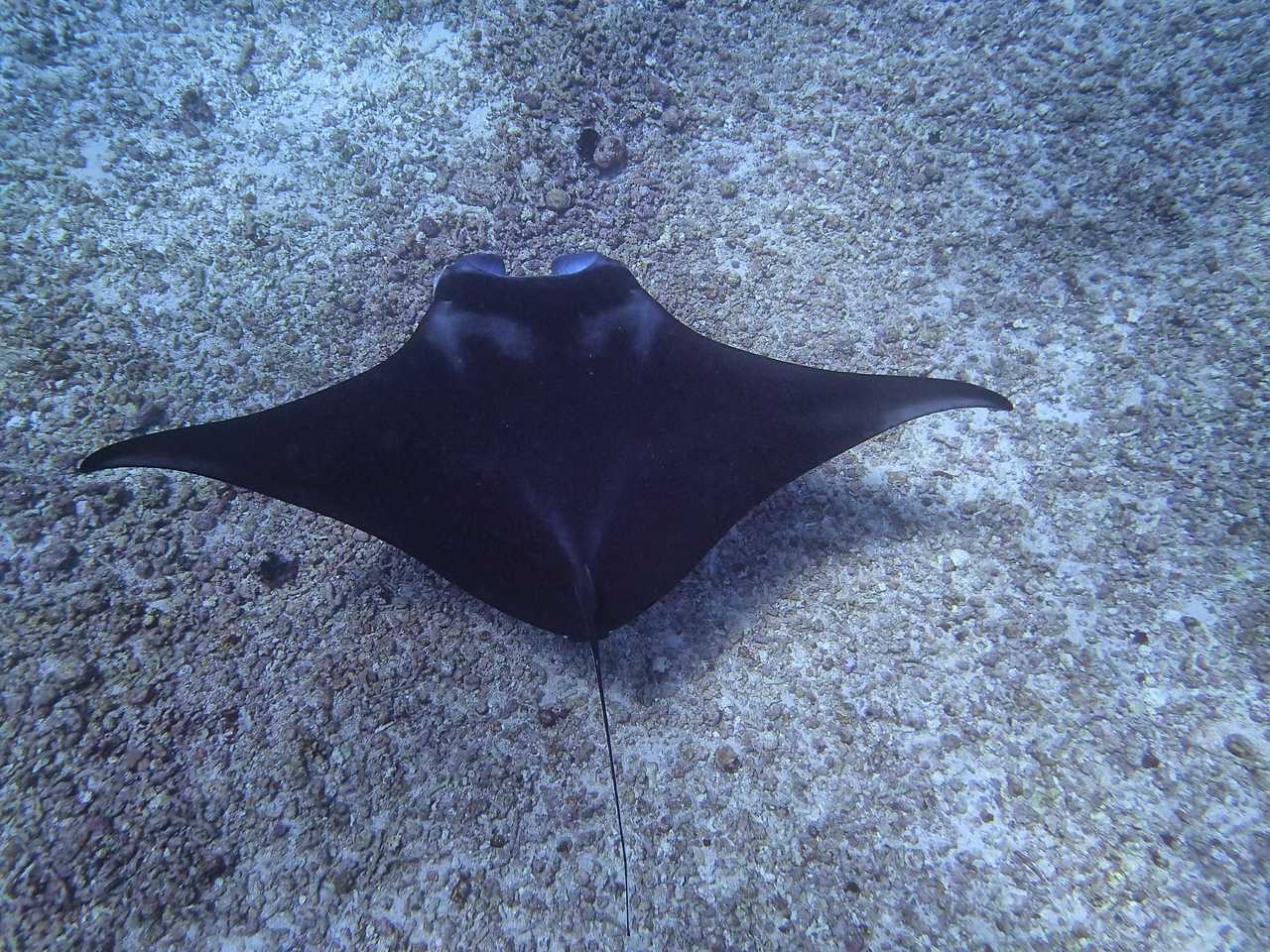 Raie manta au Parc National de Komodo