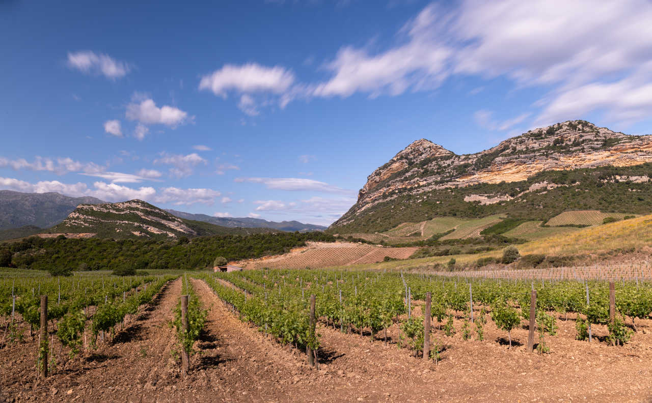 Raisins et vignobles dans la belle campagne de Patrimonio, Conca d'Oro, Haute Corse
