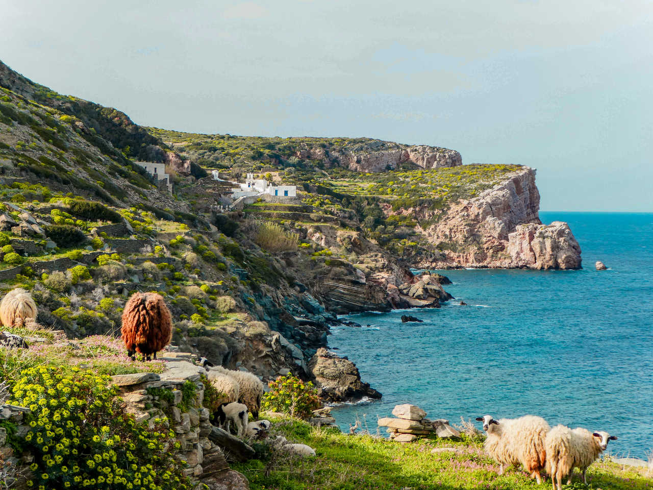 Randonnée à Sifnos, moutons en bord de mer