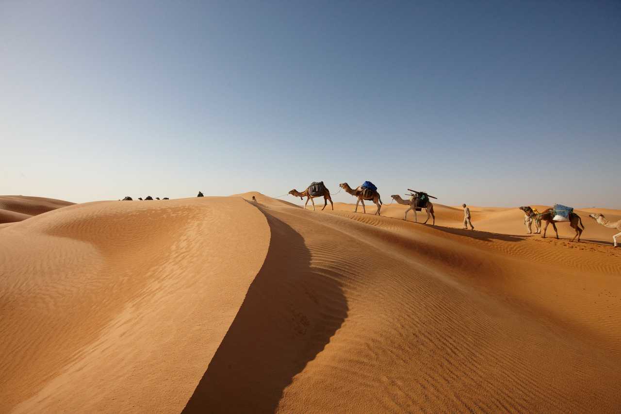 Randonnée chamelière dans le Grand Erg Oriental