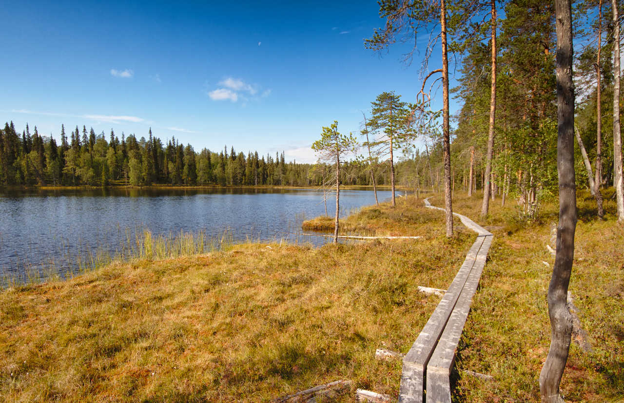Randonnée dans la taïga de Finlande l'été