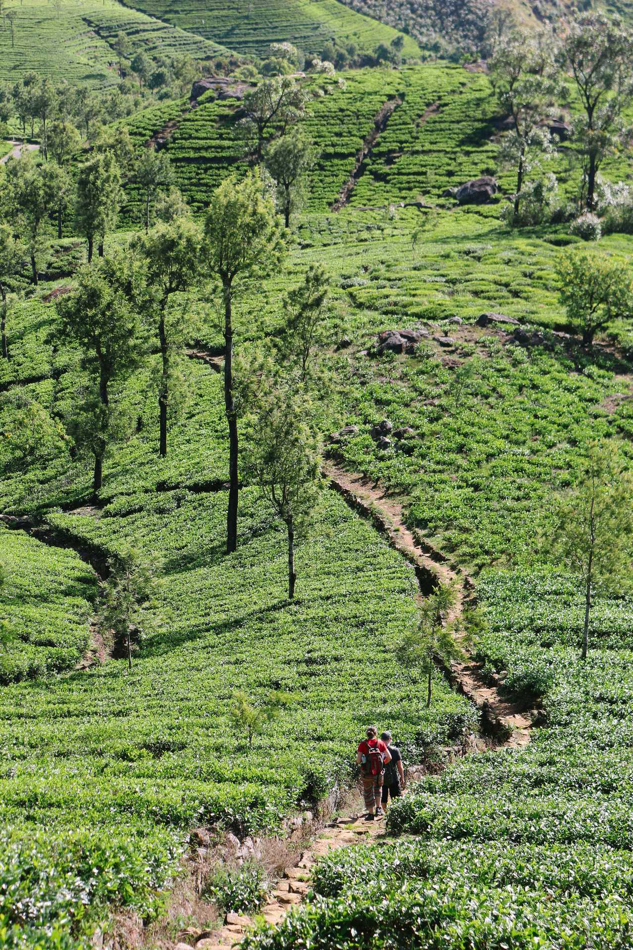 Randonnée dans les plantations du thé au Sri Lanka