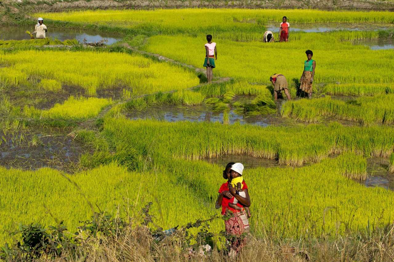Randonnée dans les rizières d'Antsirabe