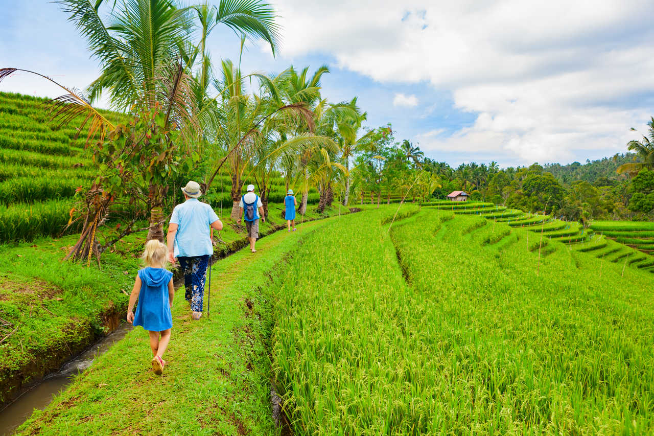 Randonnée en famille dans les rizières d'Indonésie
