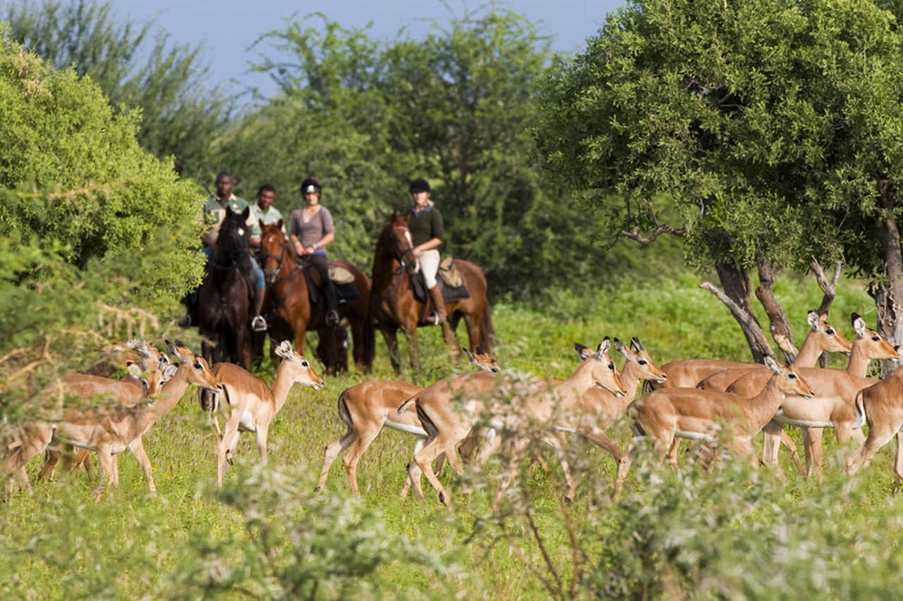 Randonnée et safari à cheval , Botswana