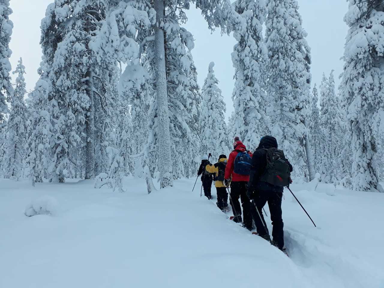 Randonnée raquettes à neige en Finlande l'hiver