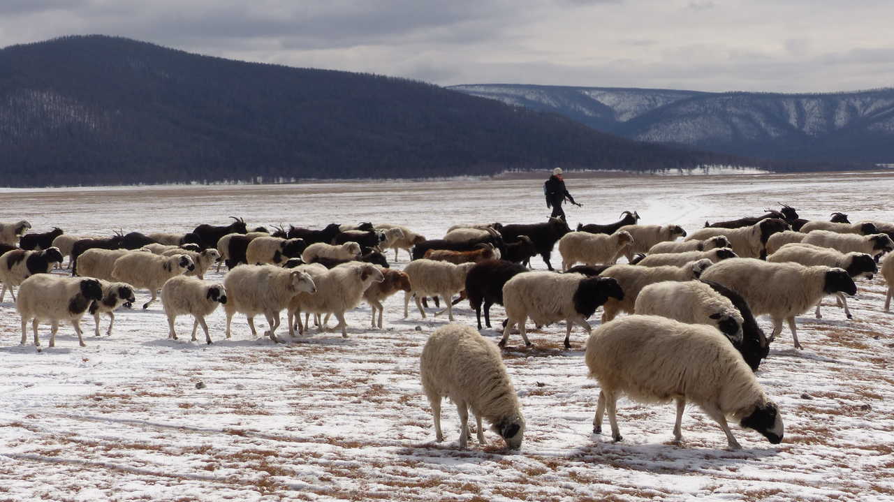 Randonneur avec la transhumance des  moutons