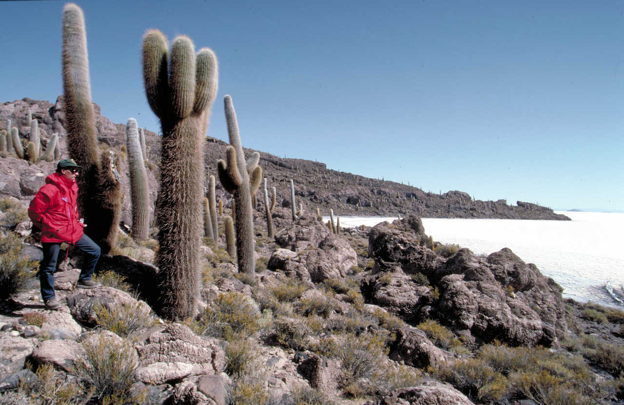 randonneur devant des Cactus sur L'île Incahuasi Dans Le Plus Grand Salar Du Monde Salar De Uyuni En Bolivie