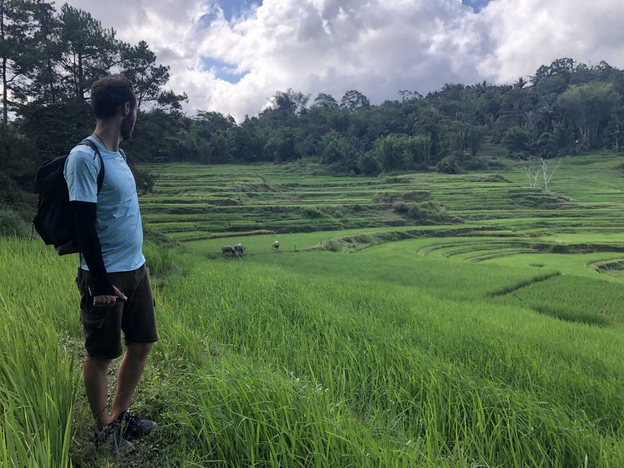 Randonneur face aux rizières, Pays toraja, Sulawesi, Indonésie