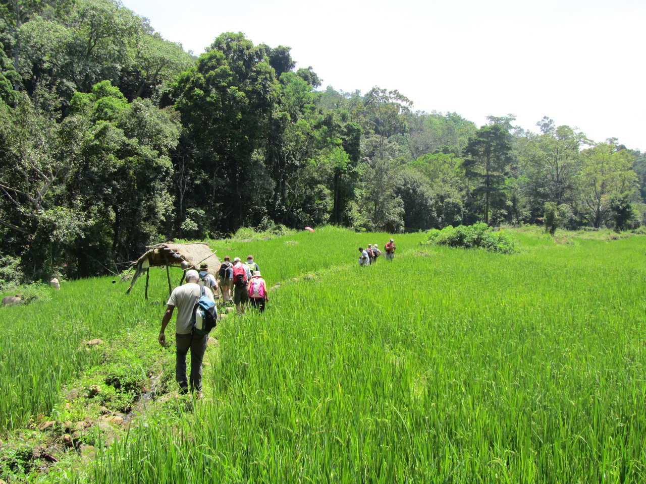 randonneurs dans des rizières du Sri Lanka