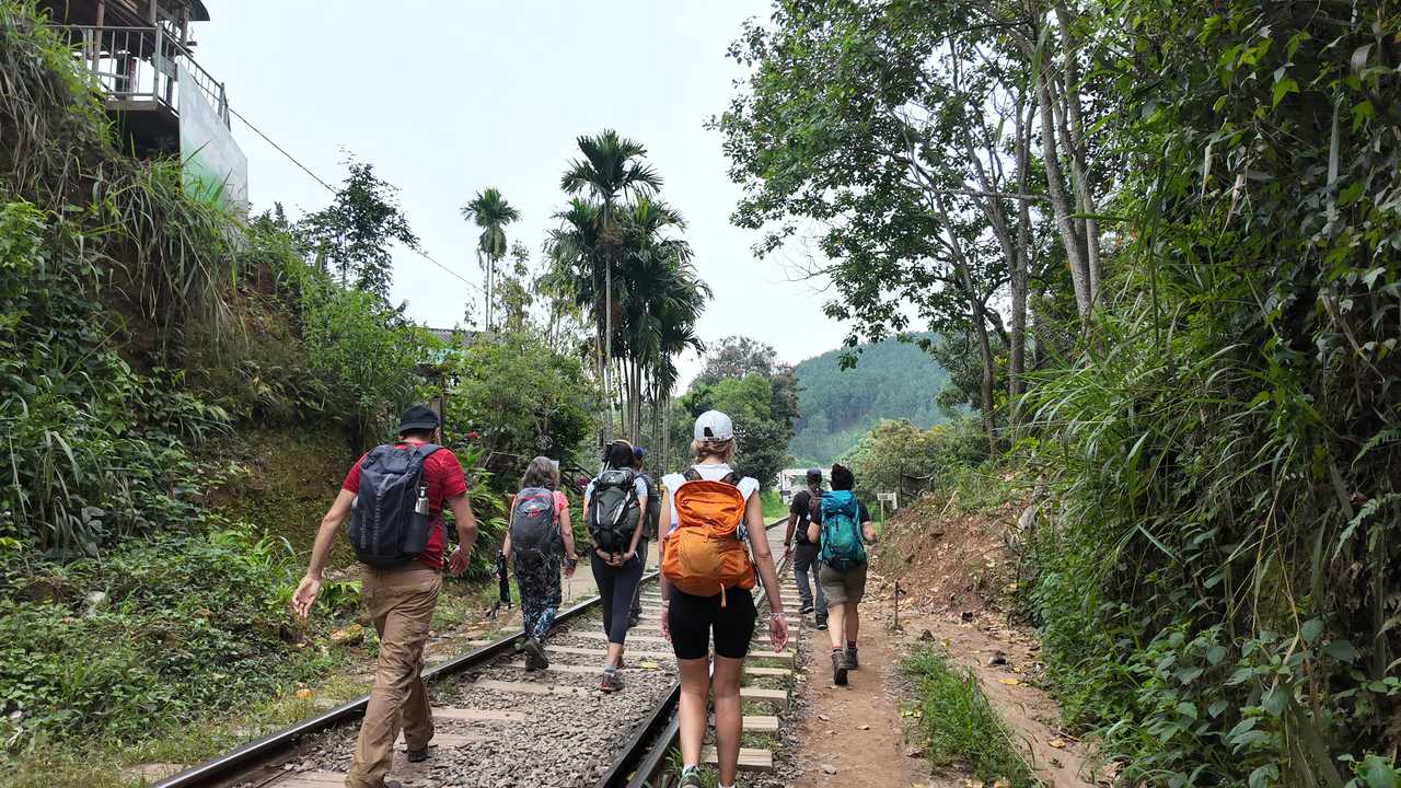 Randonneurs dans l'Ella rock, forêt d'eucalyptus au Sri Lanka
