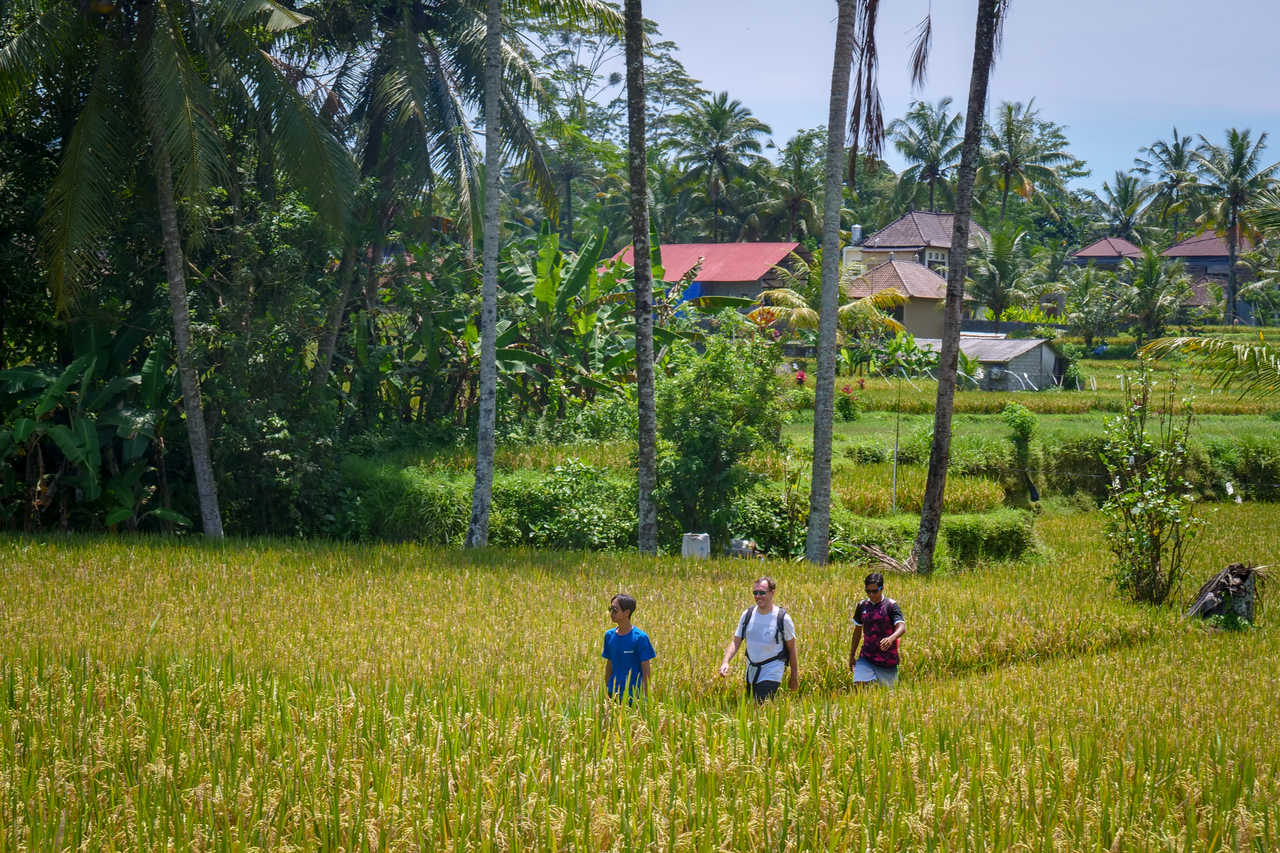 Randonneurs dans les rizières de Bali