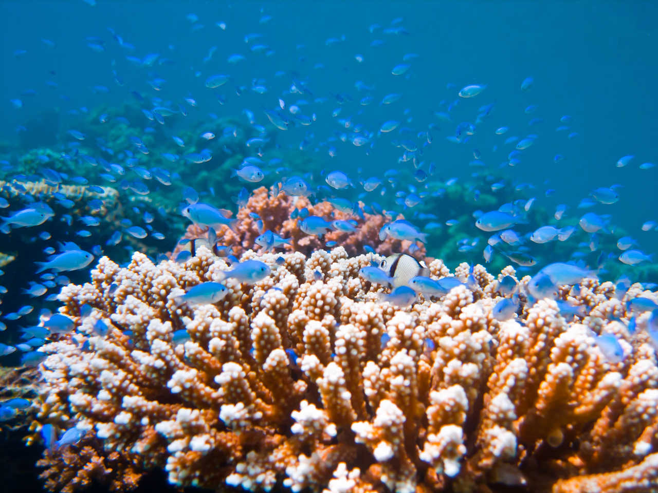 Récifs coralliens sur l'île de Menjangan