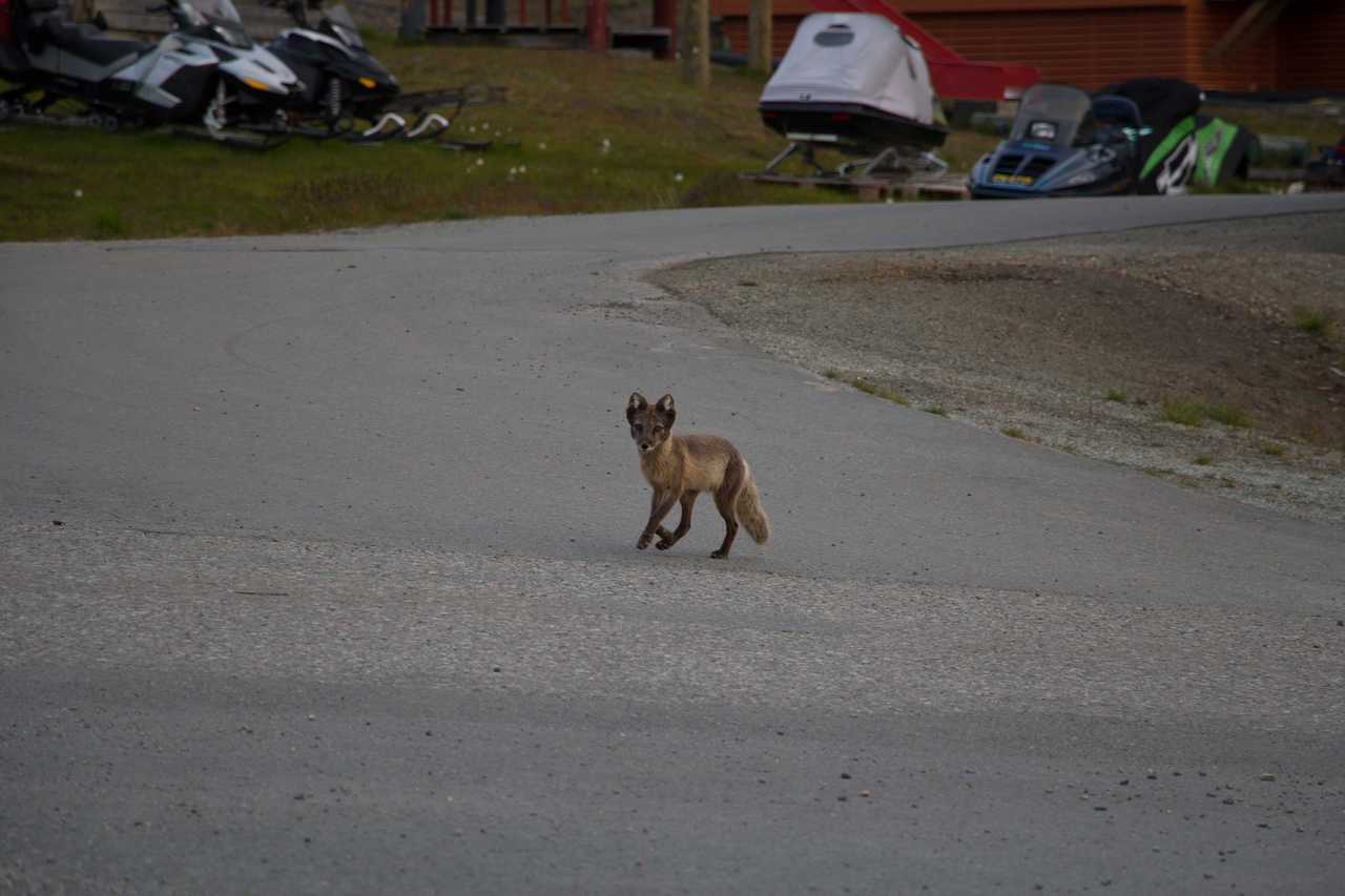 Renard arctique à Longyearbyen Norvège