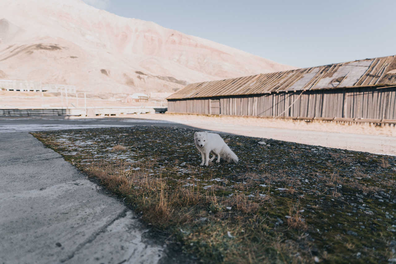 Renard polaire en Arctique, Svalbard