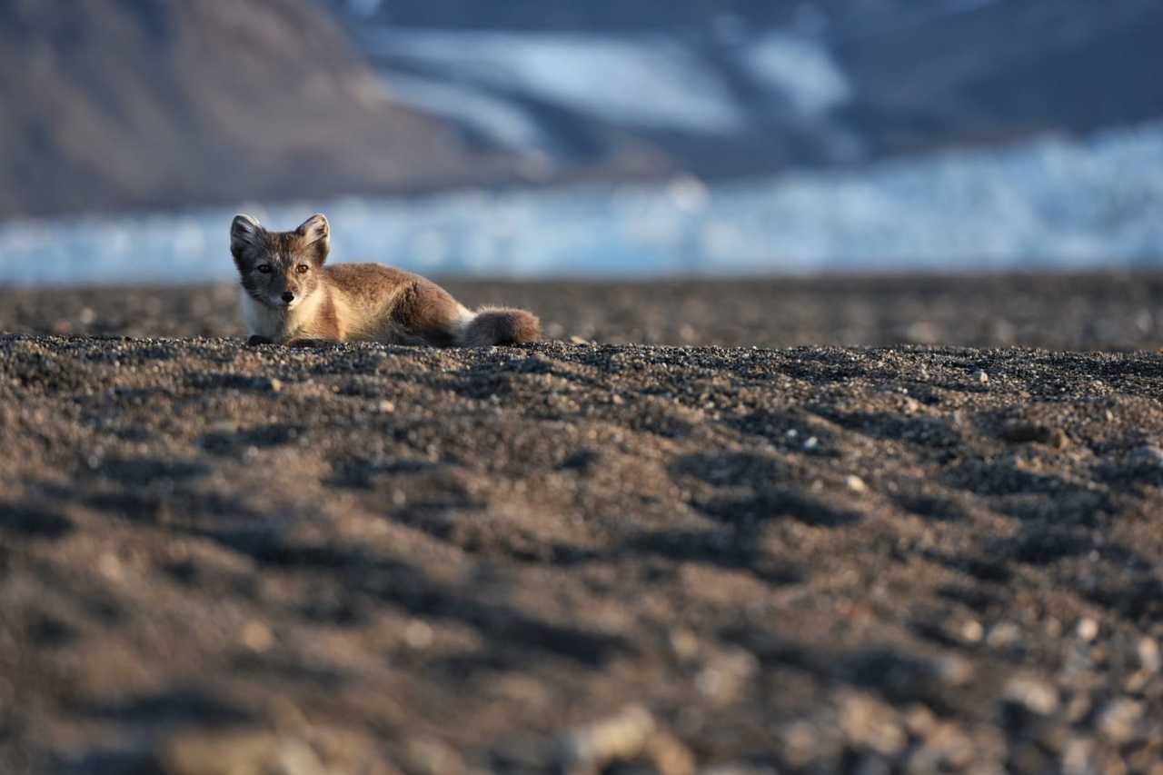 Renard polaire, Svalbard