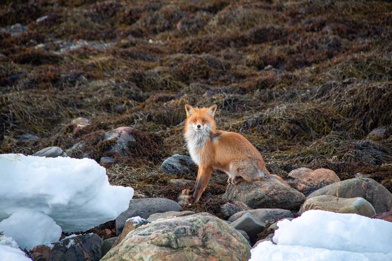 Renard roux observé aux îles Lofoten en Norvège par notre groupe