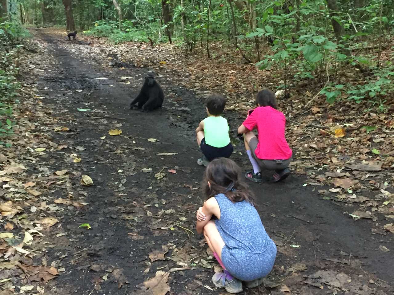 Rencontre avec des singes dans le parc de Tangkoko en Indonésie