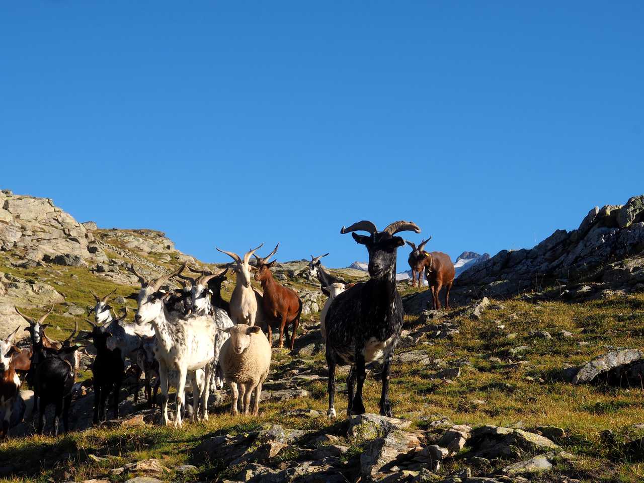 Rencontre avec les chèvres sur le plateau d'Emparis