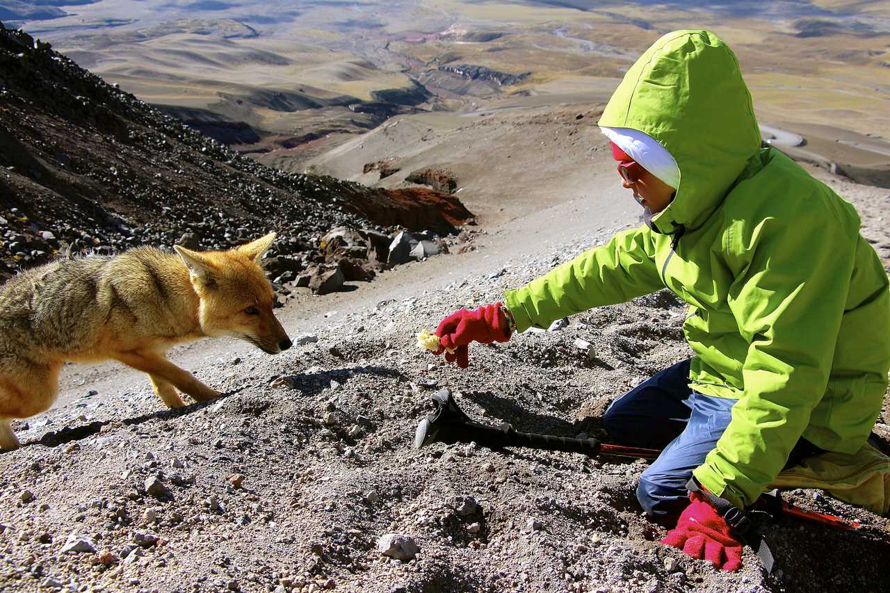 Rencontre avec un renard des Andes en Équateur