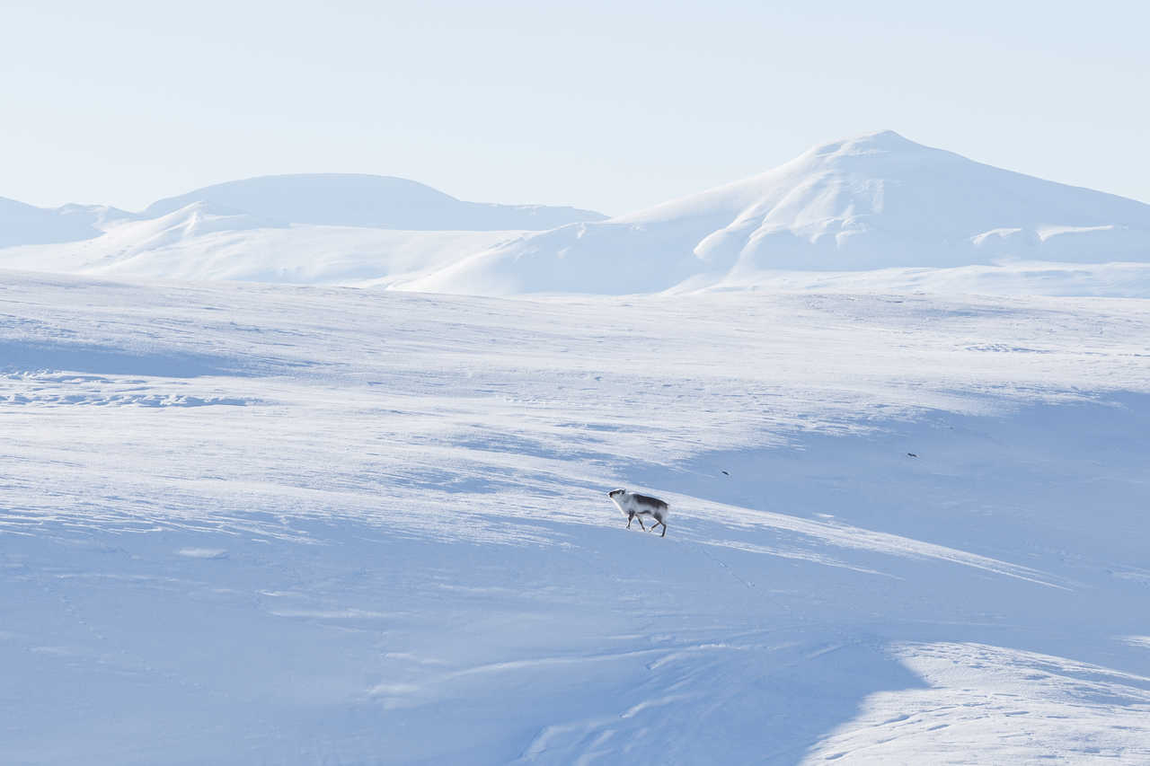 Renne du Svalbard en hiver