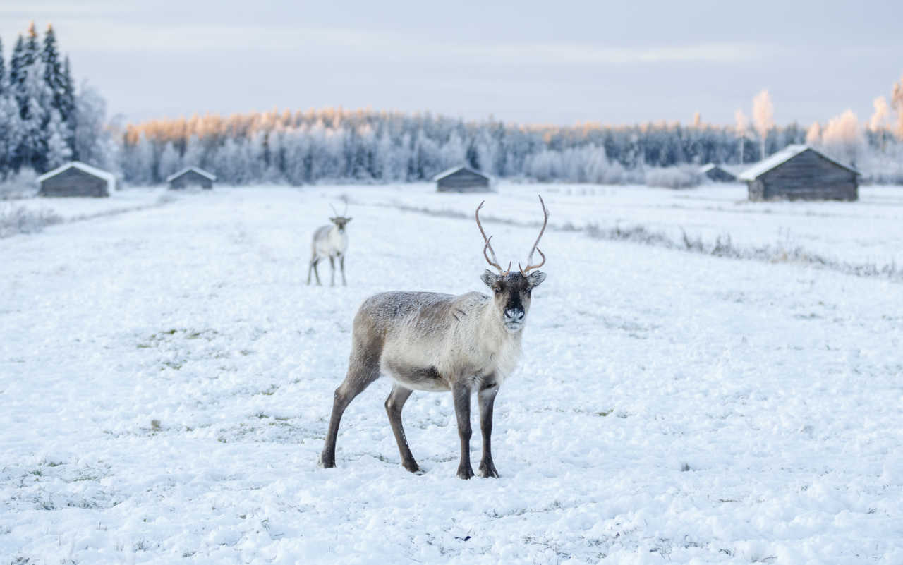 Renne en Finlande