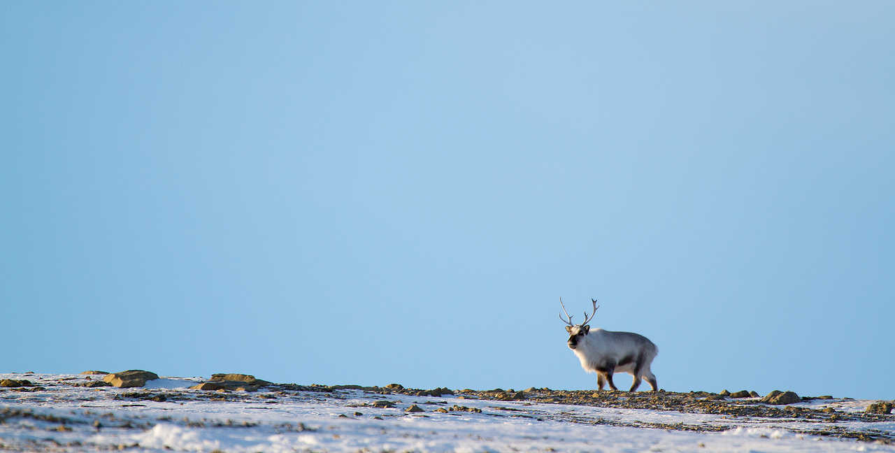 Renne sauvage en hiver en Arctique