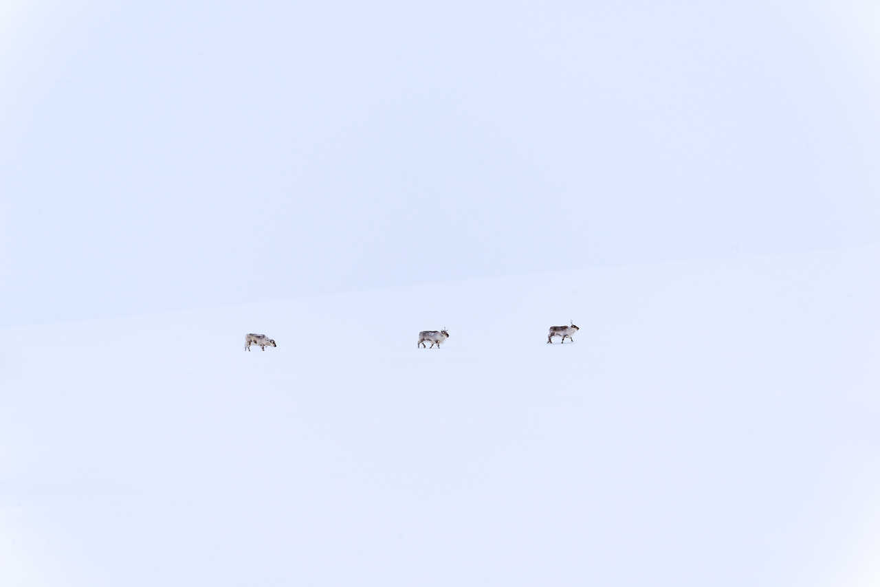 Rennes dans la neige au Svalbard