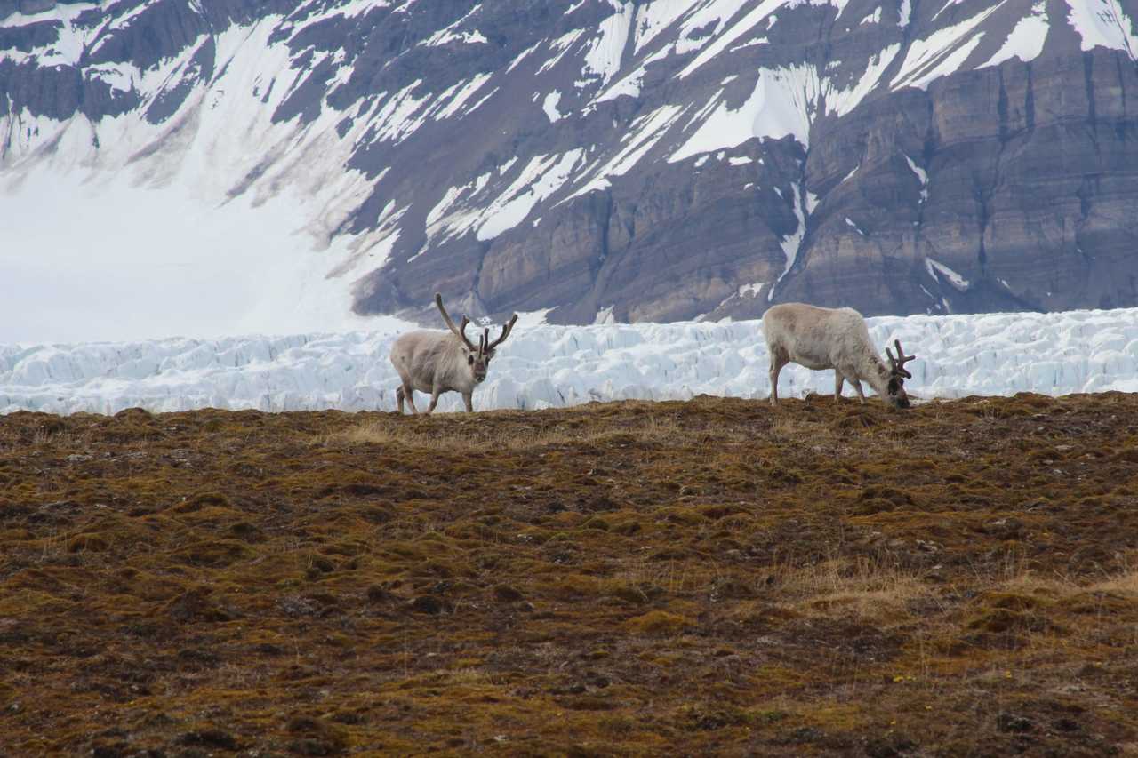 Rennes du Svalbard dans la toundra