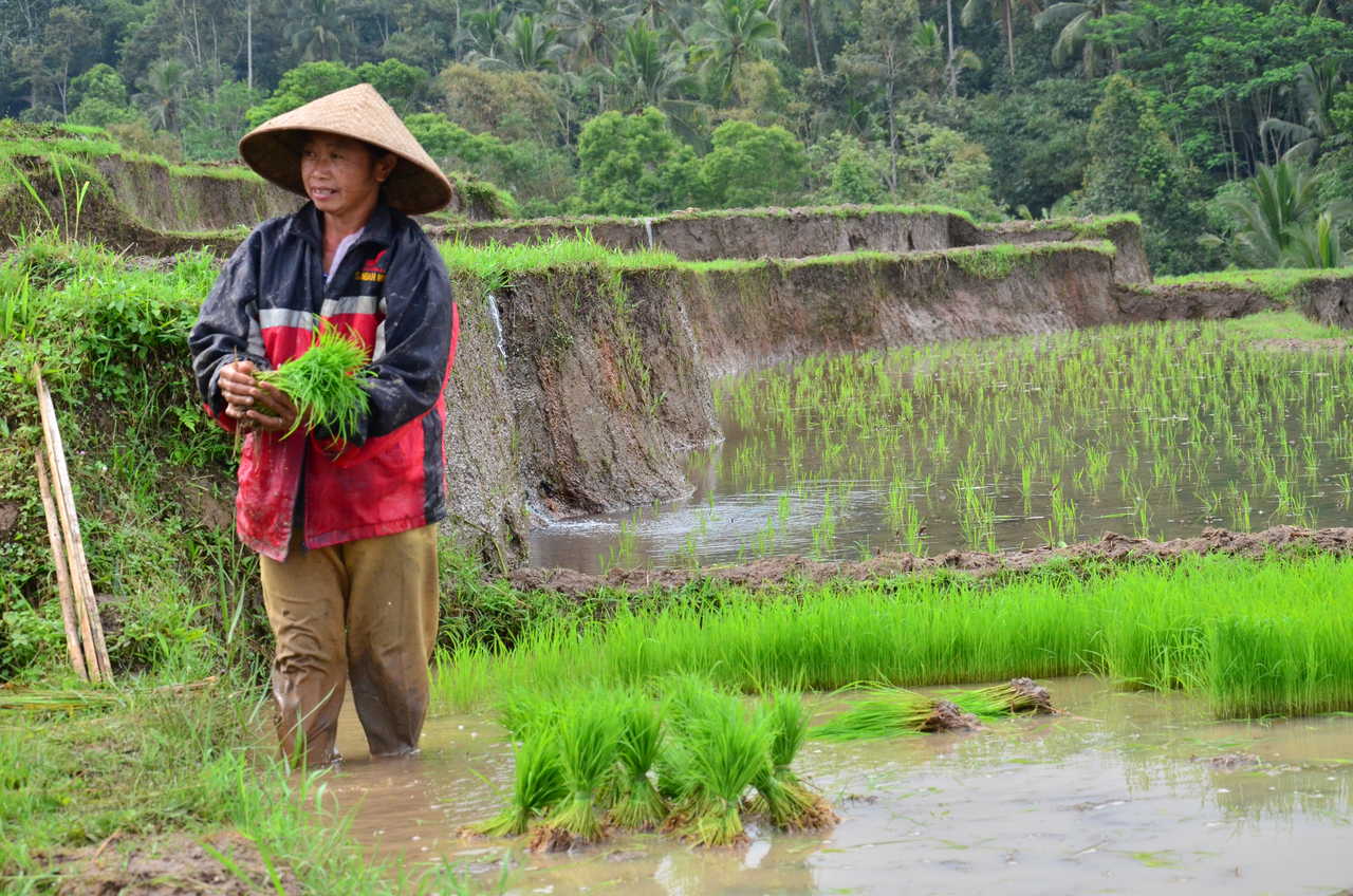 Repiquage de riz en Indonésie
