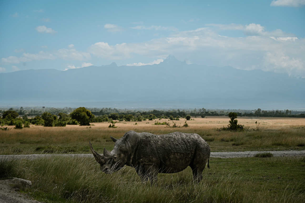 rhinocéros au Kenya