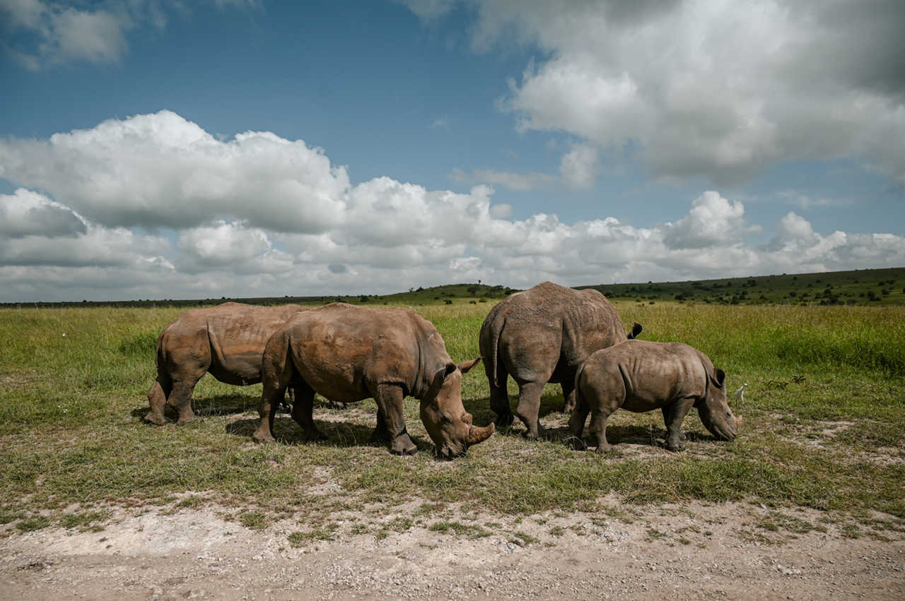 Rhinocéros au Kenya