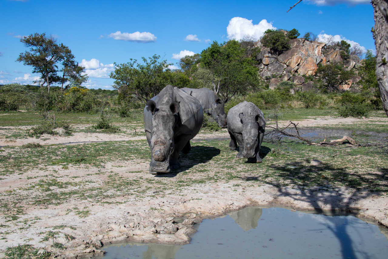 Rhinocéros blanc dans le Parc National de Matobo au Zimbabwe © Goddard_Photography Rhinocéros blanc dans le Parc National de Matobo au Zimbabwe