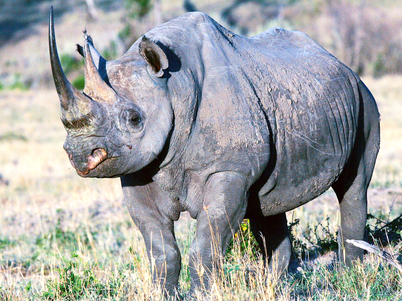 Rhinocéros dans la savane en Tanzanie