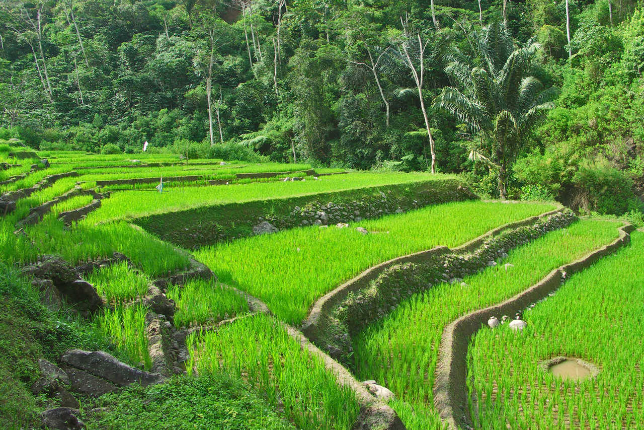 Rizières à Bali, Indonésie