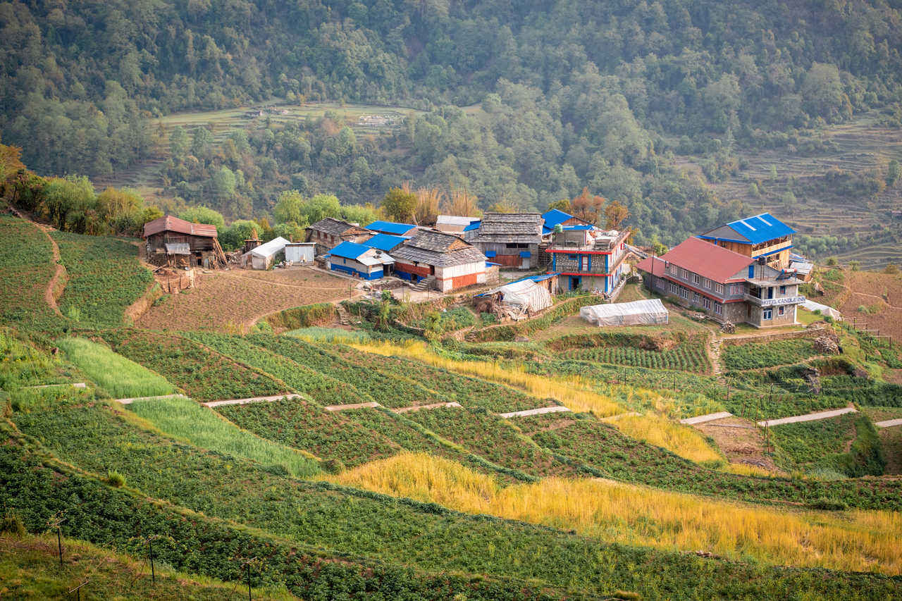 Rizières au dessus d'un village au Népal