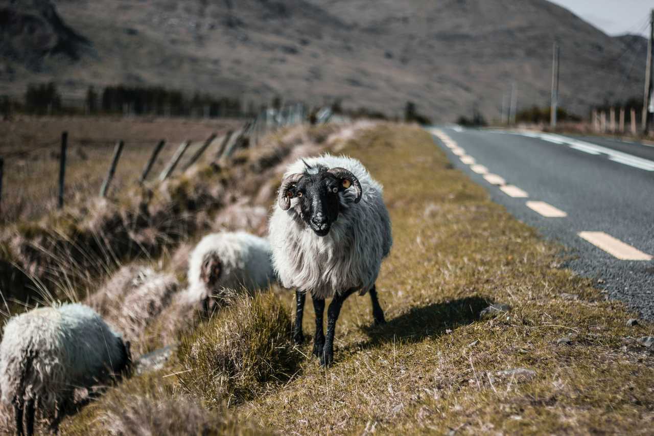 Road trip en Irlande, Moutons