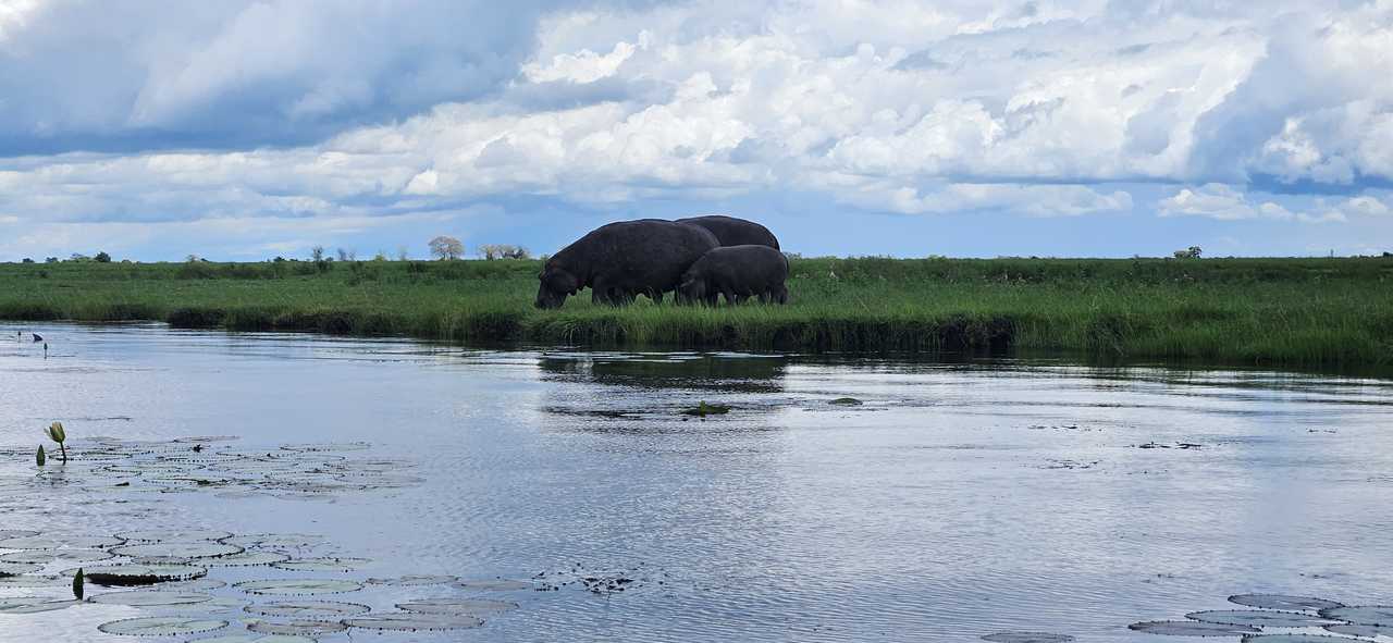 Safari au Botswana