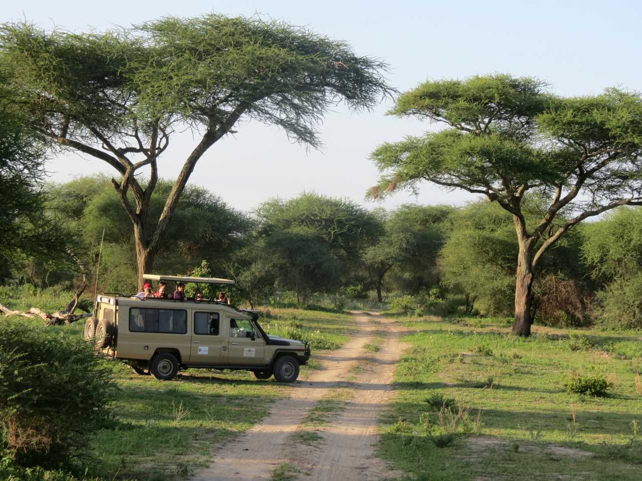 Safari dans la Parc du Tarangire