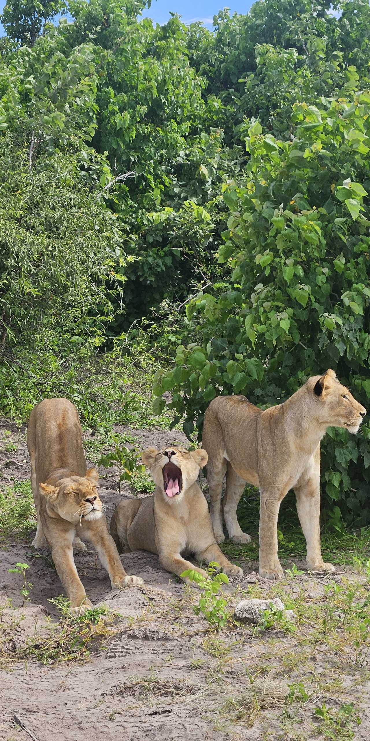 Safari dans le Parc National de Chobe au Botswana