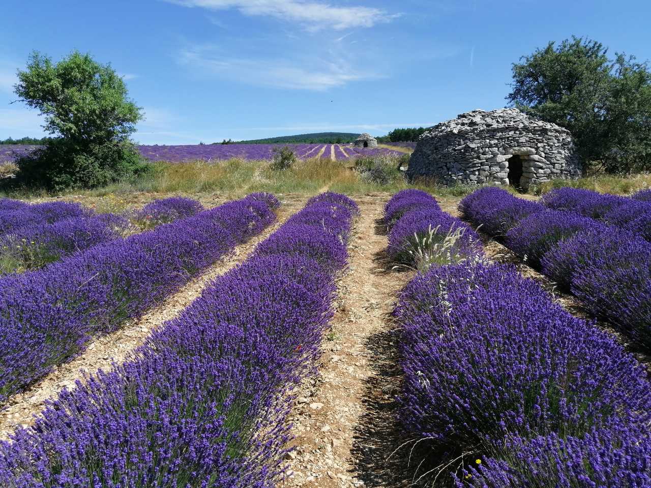 Sault et ses champs de lavande à la période estivale, Haute Provence