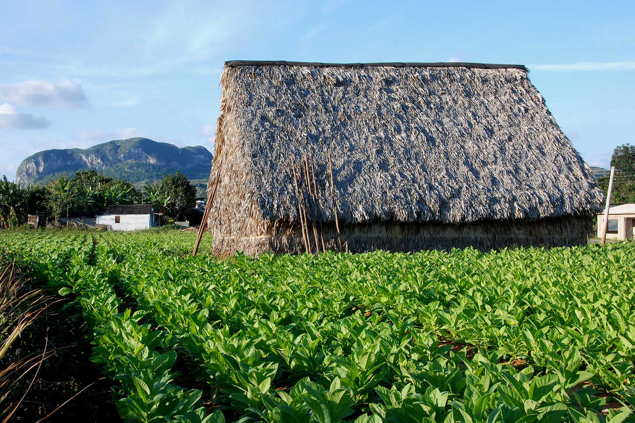séchoir à tabac dans la vallée de Vinales
