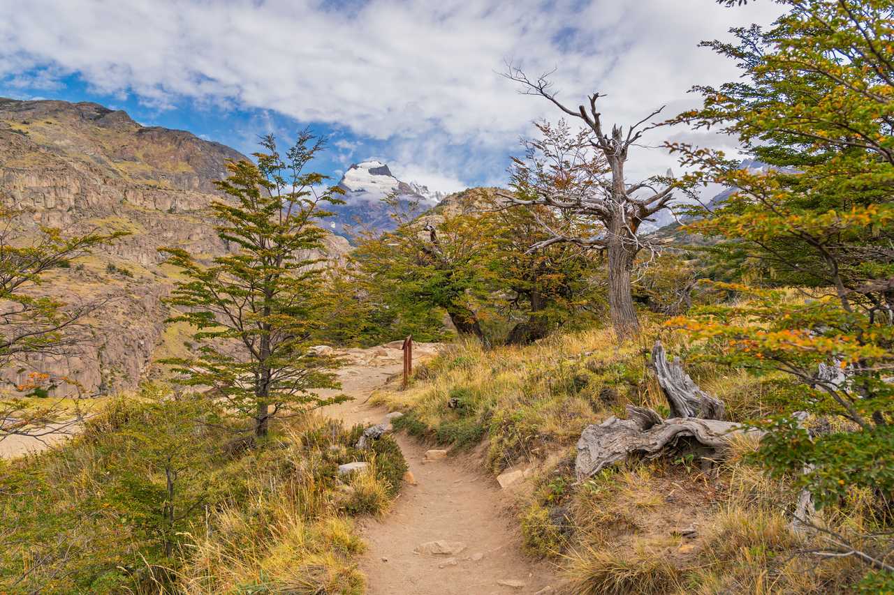 Sentier de randonnée en terre serpentant à travers une forêt de lengas aux teintes dorées avec en arrière-plan les sommets enneigés de Patagonie près d'El Chaltén.