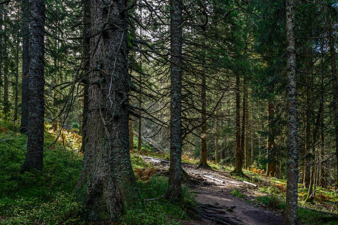 sentier-en-pleine-foret-noire-feldberg