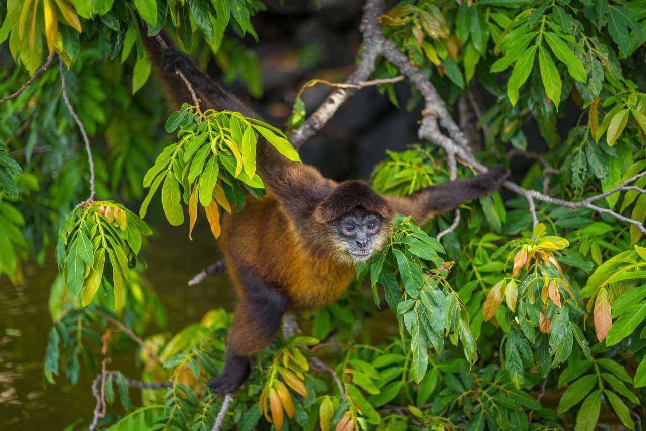 Singe-araignée hurlant dans un arbre au Nicaragua sur Monkey Island.