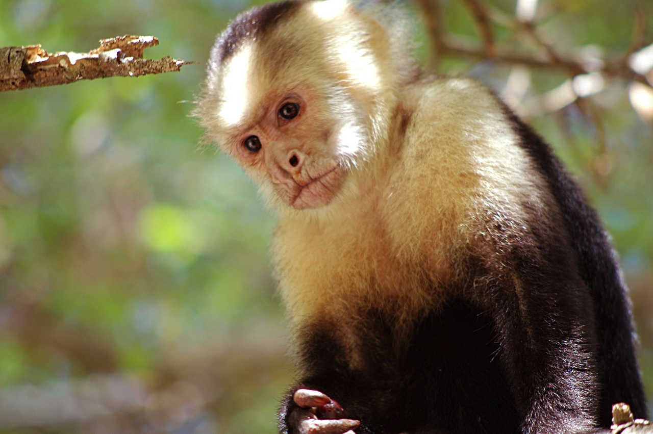 Singe capucin - Costa Rica